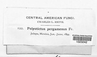 Polystictus pergamenus image
